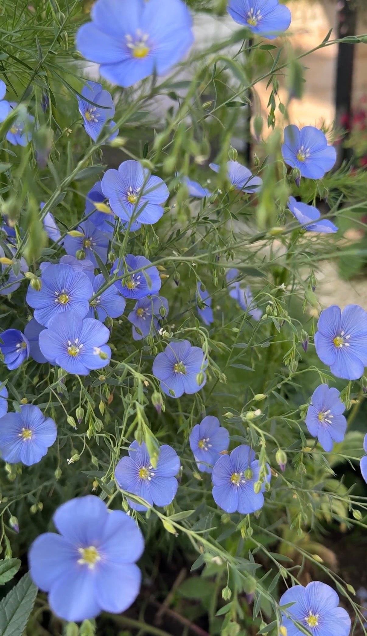 A cluster of delicate Linum Blue Flax flowers with slender green stems blooms outdoors in soft light—a hardy perennial grown from seeds by Bishy Barnabees Cottage Garden Ltd.