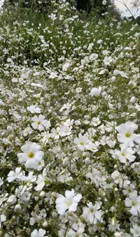 Gypsophila Covent Garden by Bishy Barnabees Cottage Garden forms a dense carpet of delicate white blooms with green stems and leaves. The small, yellow-centered flowers bring a natural, serene look reminiscent of a florist bouquet.
