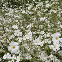 Gypsophila Covent Garden by Bishy Barnabees Cottage Garden forms a dense carpet of delicate white blooms with green stems and leaves. The small, yellow-centered flowers bring a natural, serene look reminiscent of a florist bouquet.