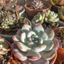 Alpine Grit 2-6mm - Horticultural Grit for Alpines & Succulents