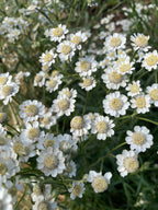 Achillea Ballerina (Achillea ptarmica) – clusters of small white flowers glowing in sunlight
