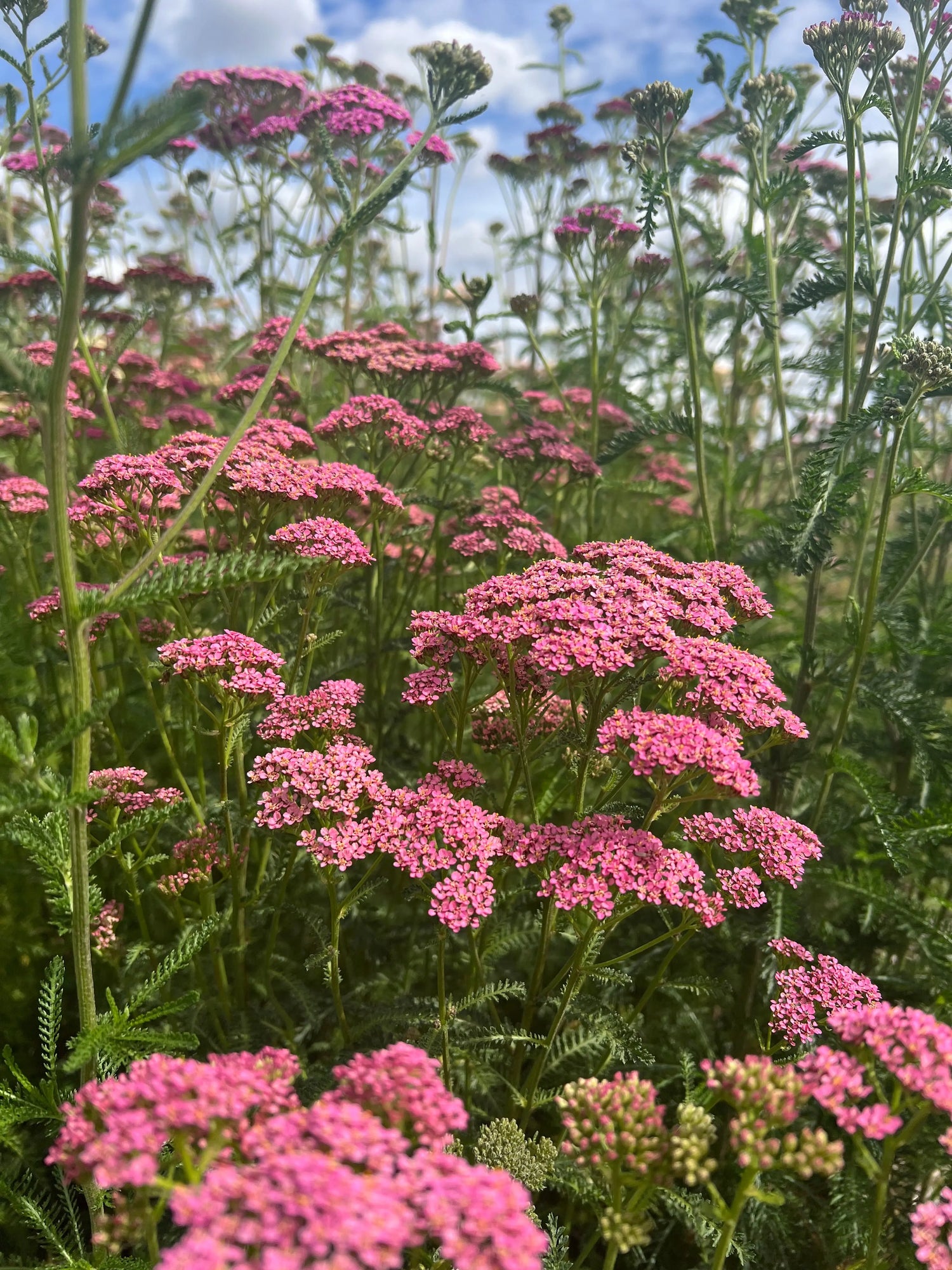 A vibrant cluster of Achillea Cerise Queen by Bishy Barnabees Cottage Garden Ltd grows densely among green stems and leaves in a sunlit field, their natural forms curving softly against a blue sky with clouds in the background.