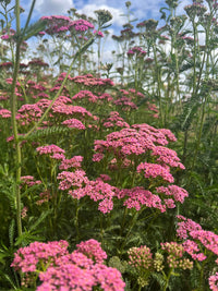 A vibrant cluster of Achillea Cerise Queen by Bishy Barnabees Cottage Garden Ltd grows densely among green stems and leaves in a sunlit field, their natural forms curving softly against a blue sky with clouds in the background.