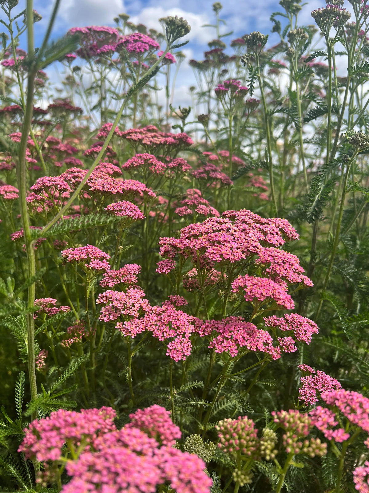 A vibrant cluster of Achillea Cerise Queen by Bishy Barnabees Cottage Garden Ltd grows densely among green stems and leaves in a sunlit field, their natural forms curving softly against a blue sky with clouds in the background.