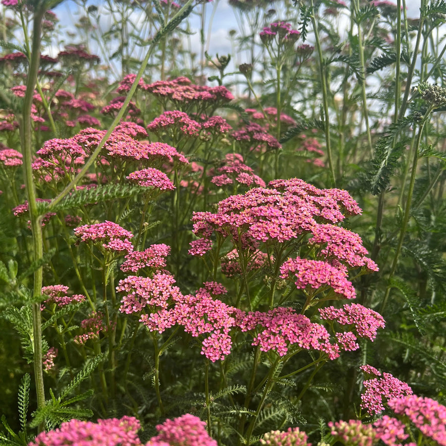 Achillea millefolium 'Cerise Queen' — vivid cerise-pink flat-topped flowerheads growing at Salle Moor Hall Farm, Norfolk
