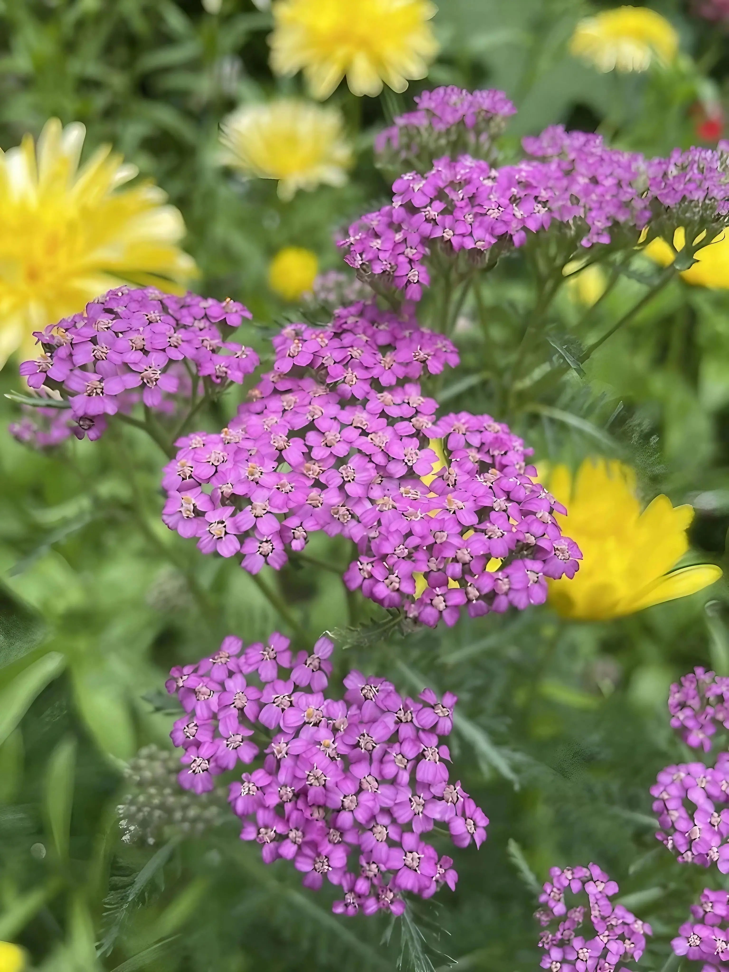 Achillea Cerise Queen by Bishy Barnabees Cottage Garden Ltd displays clusters of vibrant pink yarrow blooms in sharp focus, framed by blurred yellow flowers and lush green foliage in a picturesque garden setting.