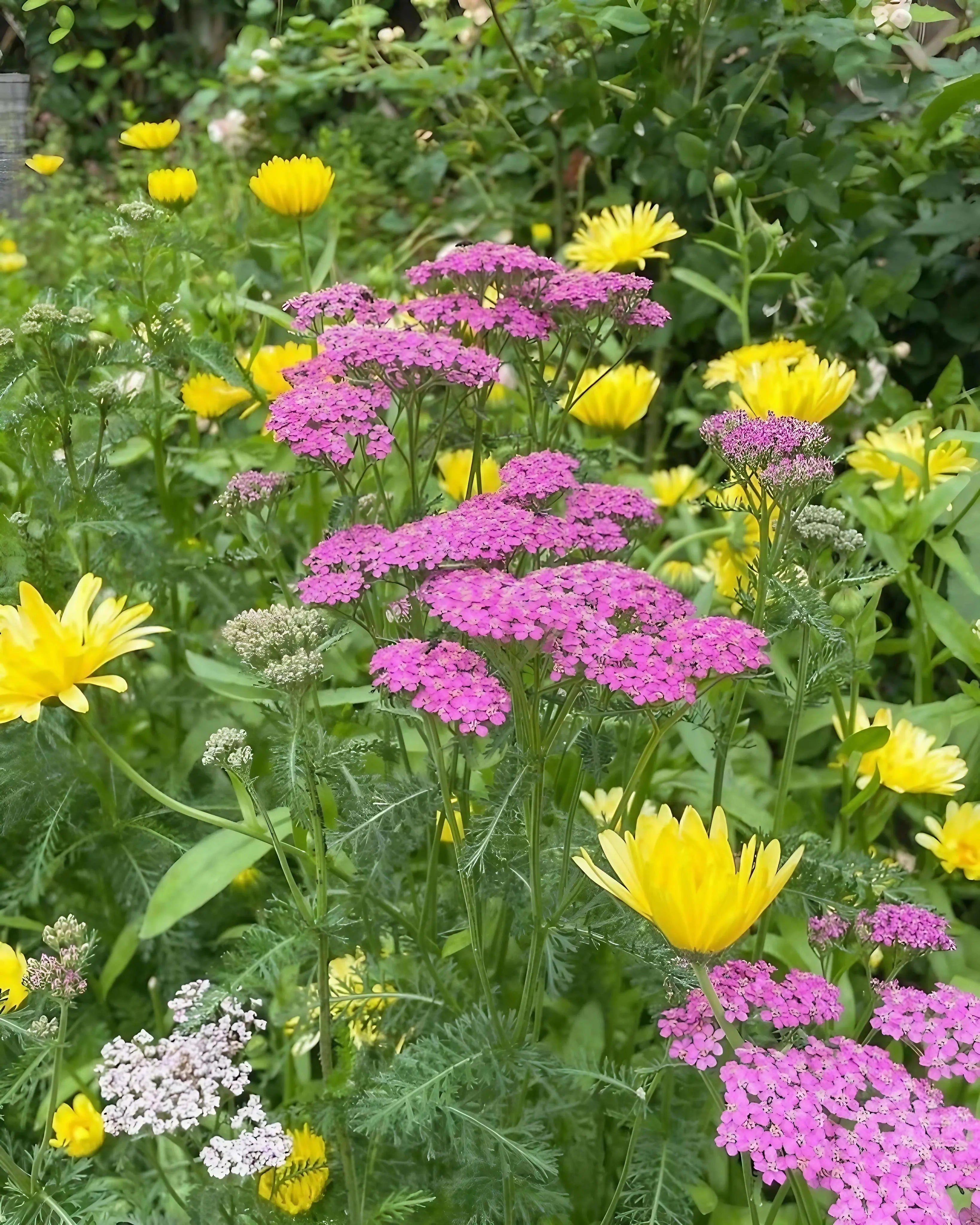 A vibrant garden of Achillea Cerise Queen from Bishy Barnabees Cottage Garden Ltd features clusters of bright pink yarrow, yellow daisies, and white blooms among lush green foliage, artfully arranged with a perfect border-radius look.
