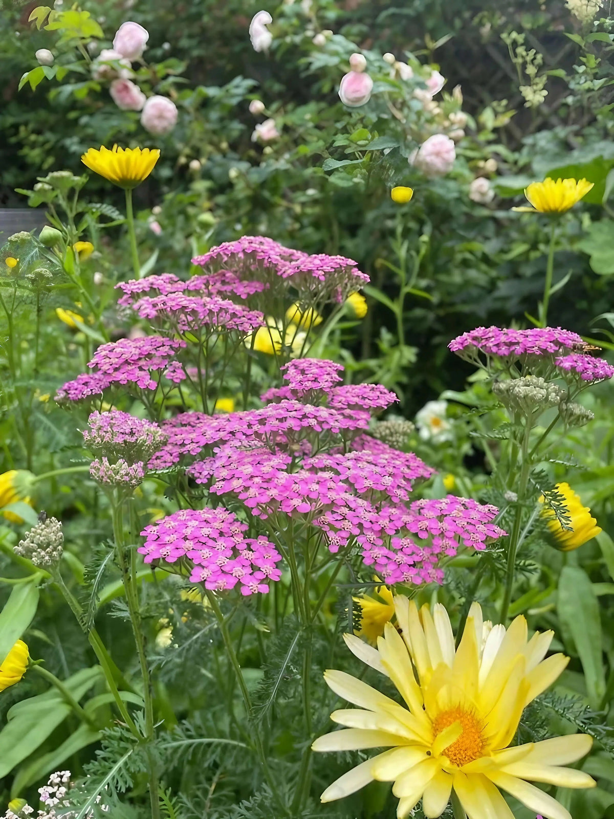 Achillea Cerise Queen by Bishy Barnabees Cottage Garden Ltd features vibrant pink yarrow flowers blooming with lush green foliage and hints of pale pink roses, creating a harmonious, colorful garden reminiscent of creative design styles.
