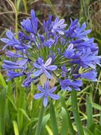 Agapanthus Big Blue – rounded head of violet-blue trumpet flowers in a green border