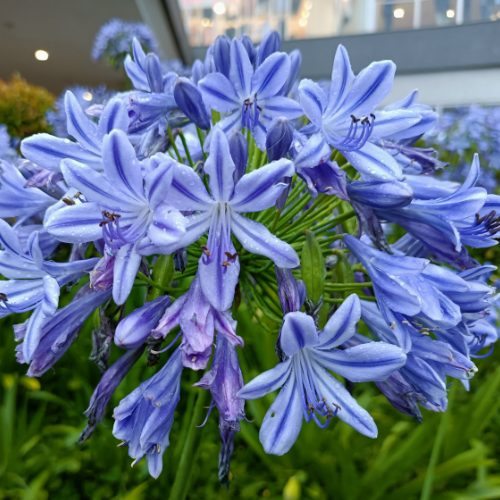 A close-up of Agapanthus Big Blue flowers from Bishy Barnabees Cottage Garden Ltd, showcasing vibrant purple-blue petals with water droplets amid lush green foliage. Blurred buildings in the background add depth and elegance.