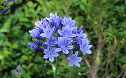 An agapanthus big blue with six petals and dark centers, growing on a green stem against a blurred green foliage background.