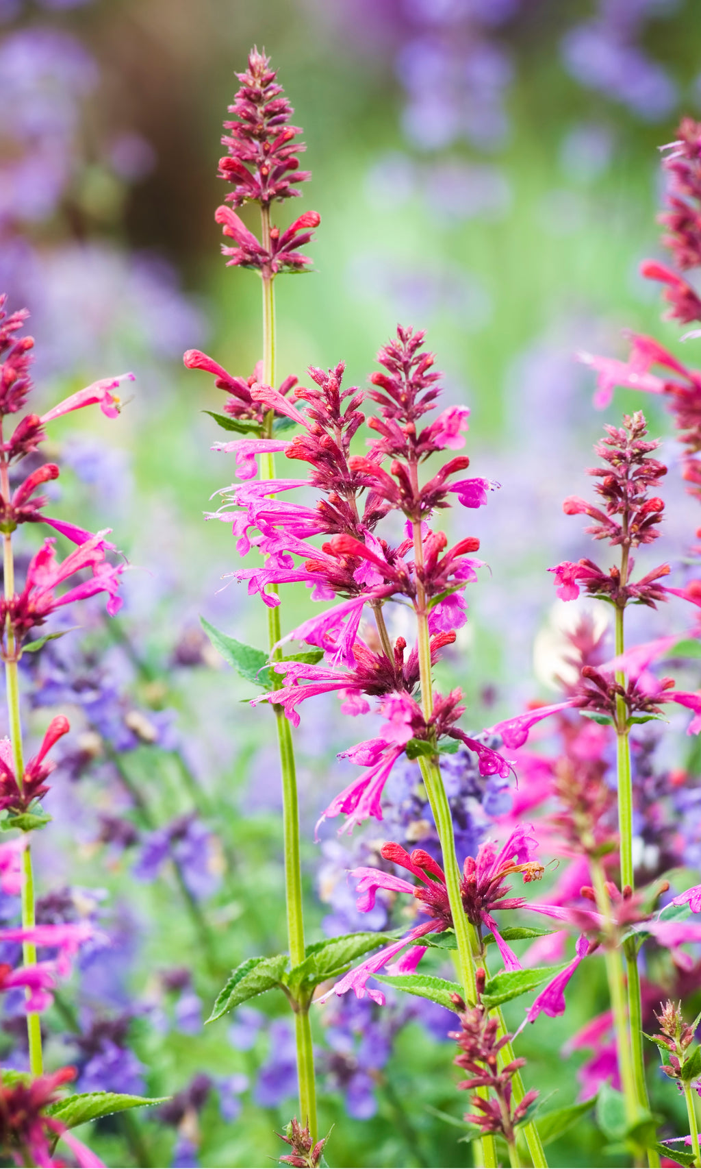 Agastache Raspberry Daiquiri