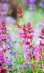 Agastache Raspberry Daiquiri