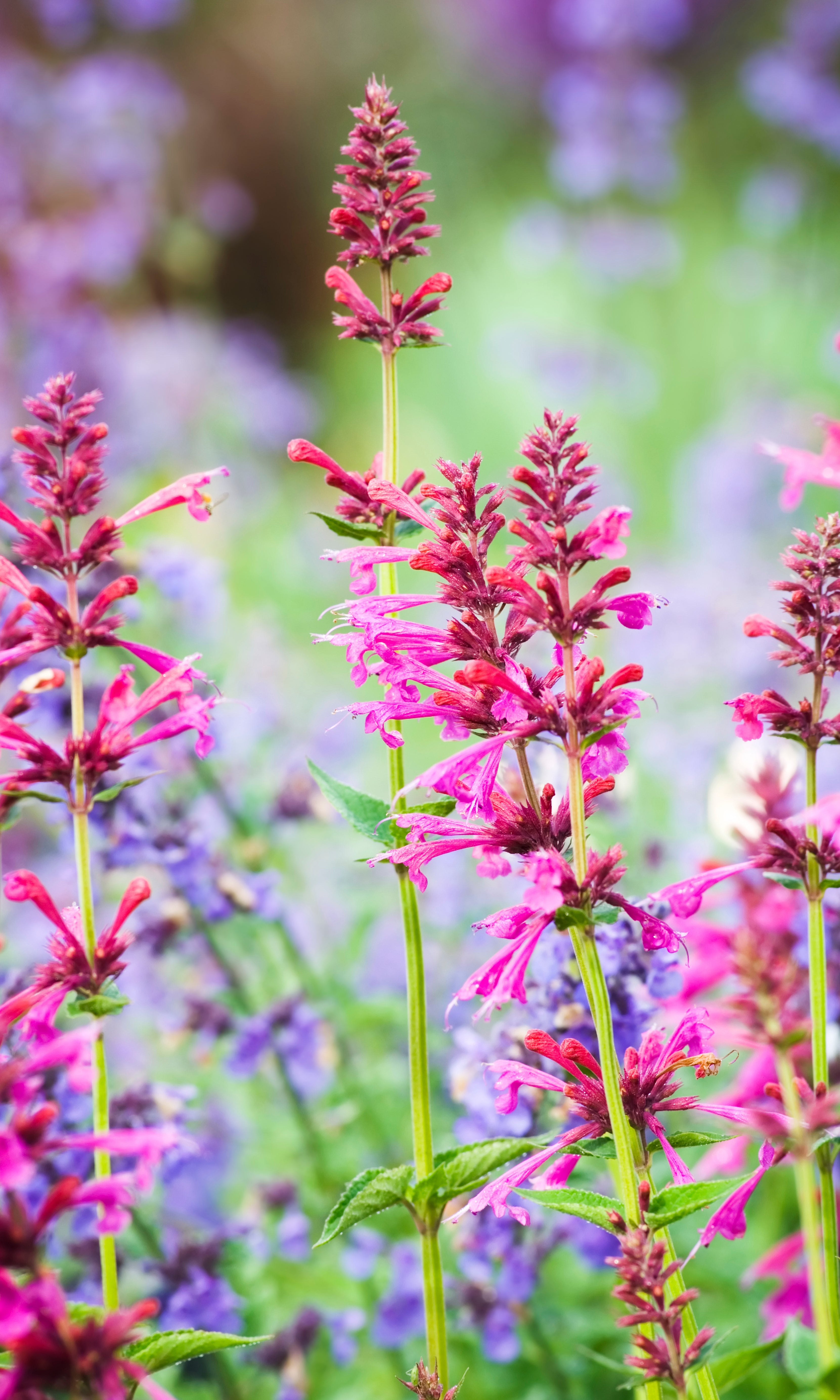 Agastache Raspberry Daiquiri