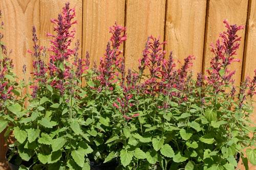 Agastache Raspberry Daiquiri