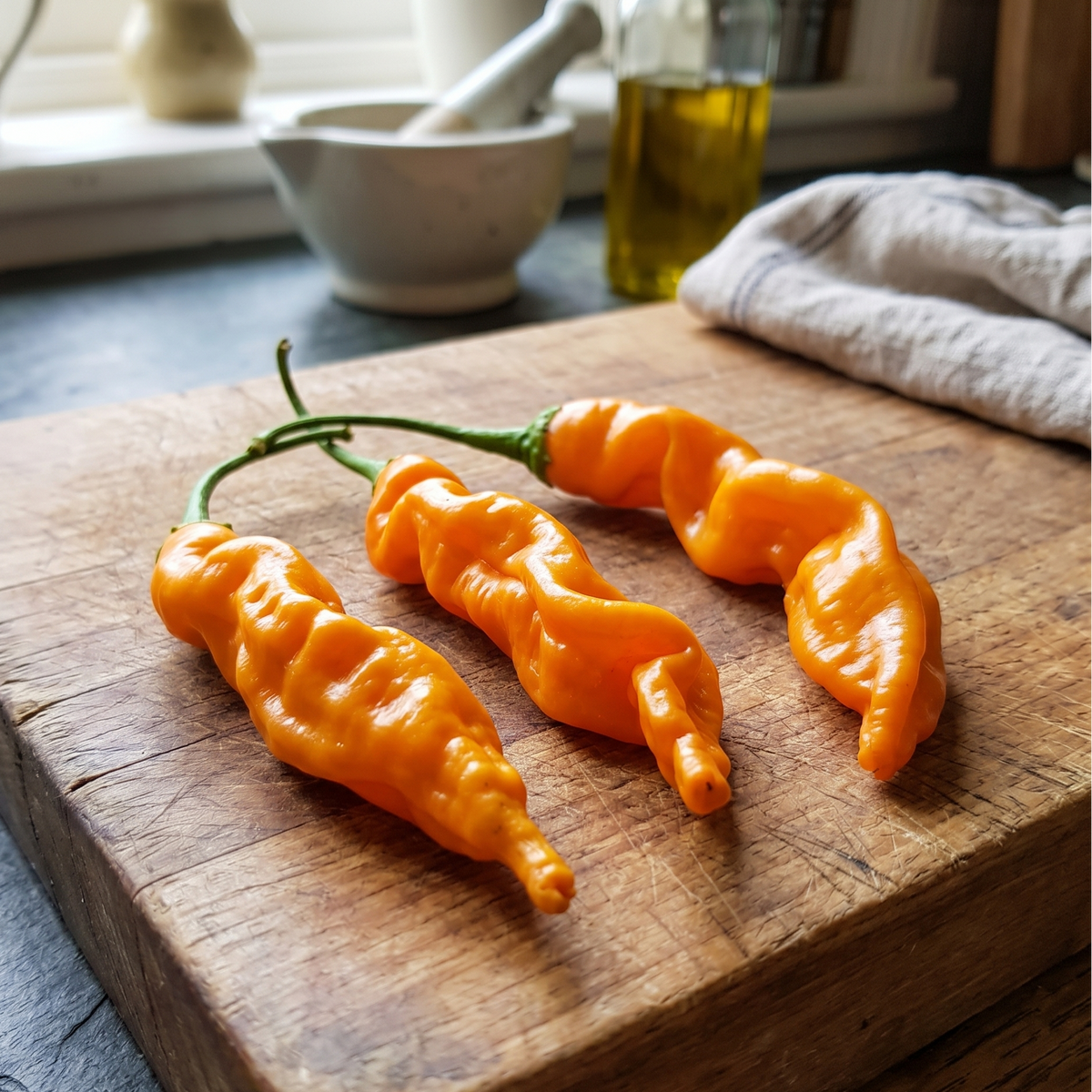 Aji Colorado Orange chilli - glowing orange conical pods