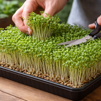 Someone uses scissors to harvest fresh green Alfalfa microgreens from a dense tray on a wooden table, revealing the vibrant produce by Bishy Barnabees Cottage Garden Ltd, with more plants in the background.