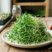 A generous heap of fresh Alfalfa sprouts by Bishy Barnabees Cottage Garden Ltd rests on a white plate atop a wooden table near a window, with trays and scissors close by, ready for trimming.