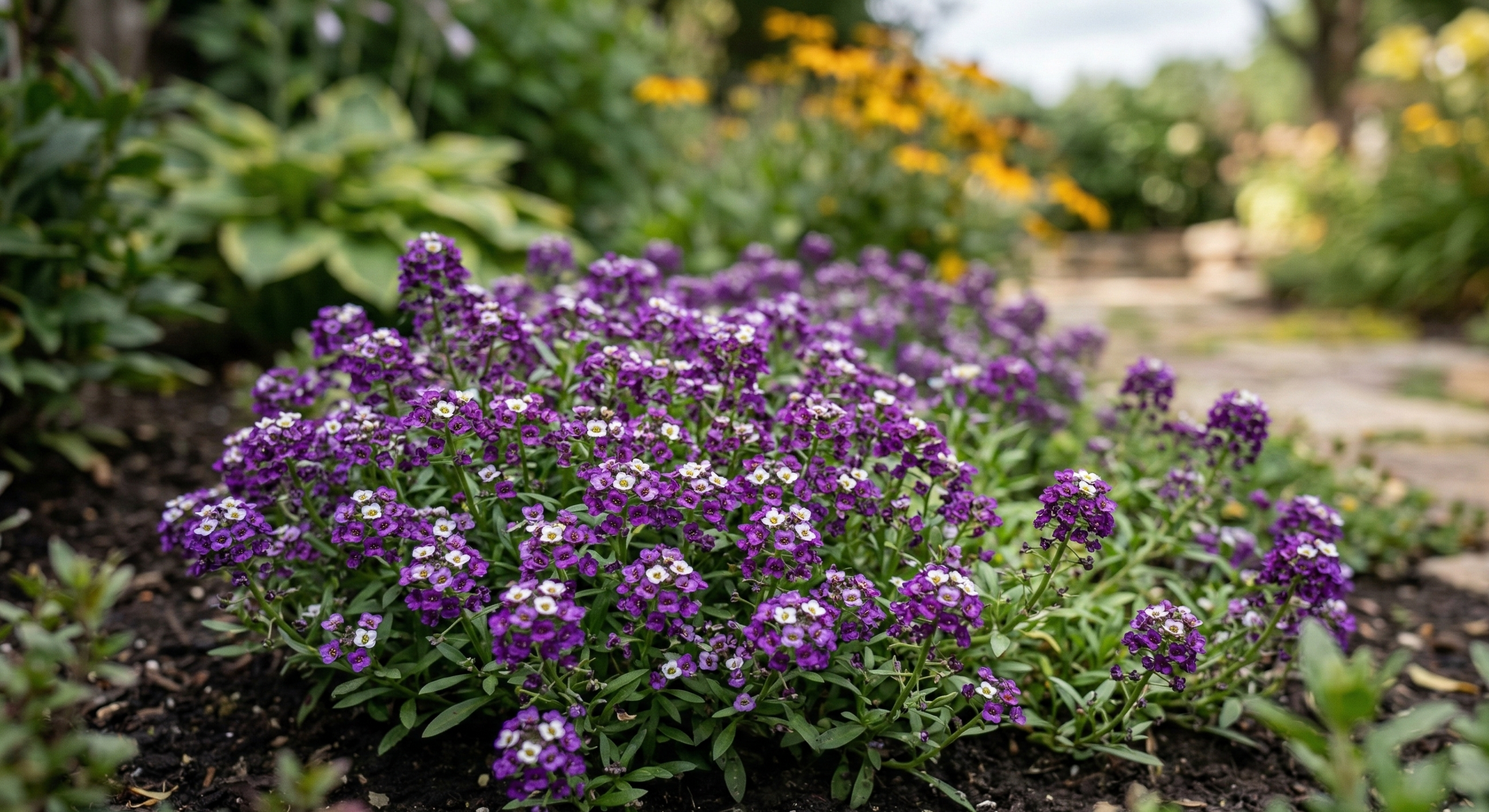 Alyssum Royal Carpet by Bishy Barnabees Cottage Garden Ltd forms a cluster of small purple flowers in your garden bed, framed by lush green leaves and a stone path, with yellow blooms adding vibrant contrast to the stunning display.