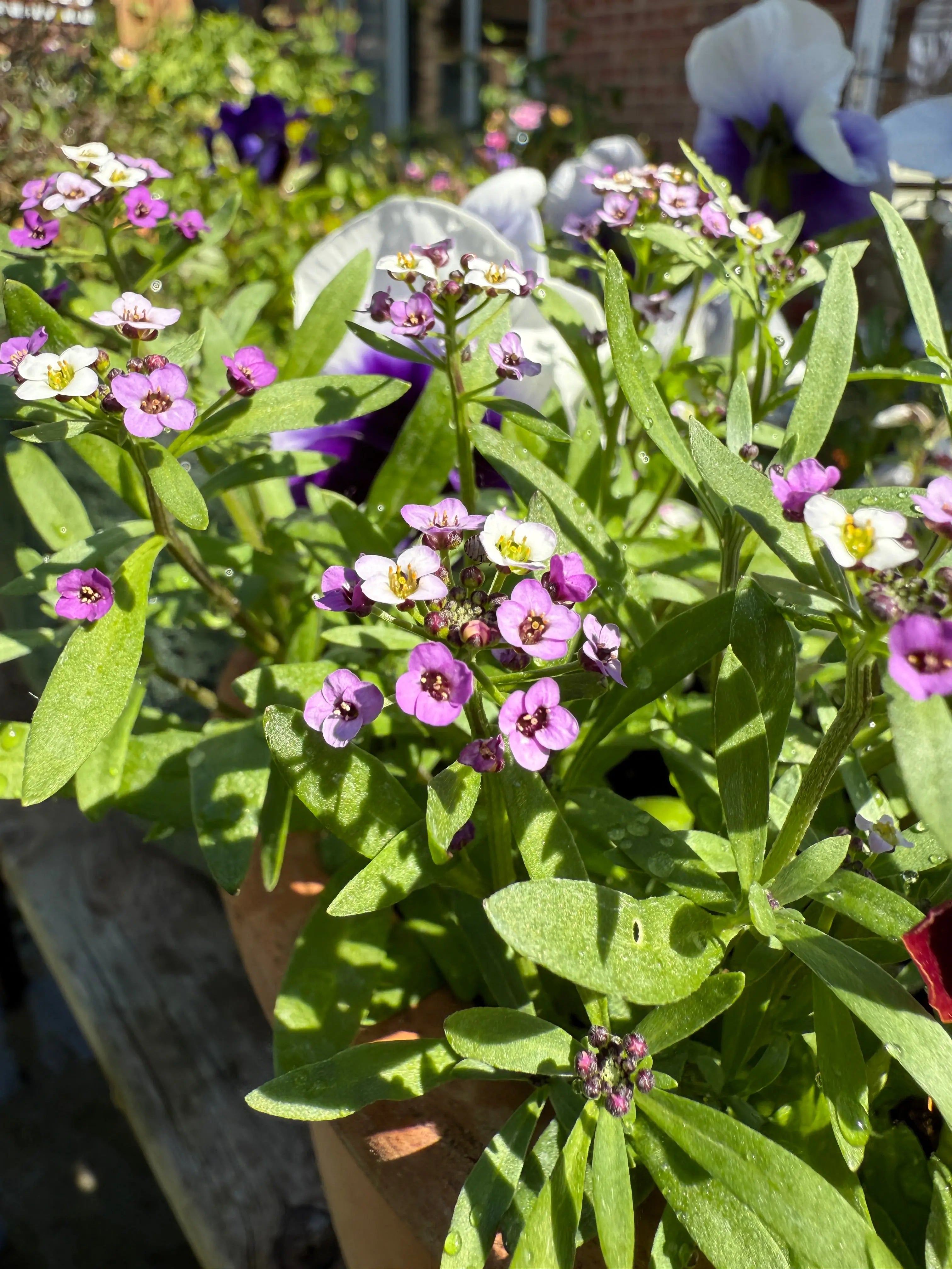Alyssum Royal Carpet by Bishy Barnabees Cottage Garden Ltd features clusters of small purple and white flowers with green leaves, creating a vibrant scene in a sunlit garden against softly blurred blooms.