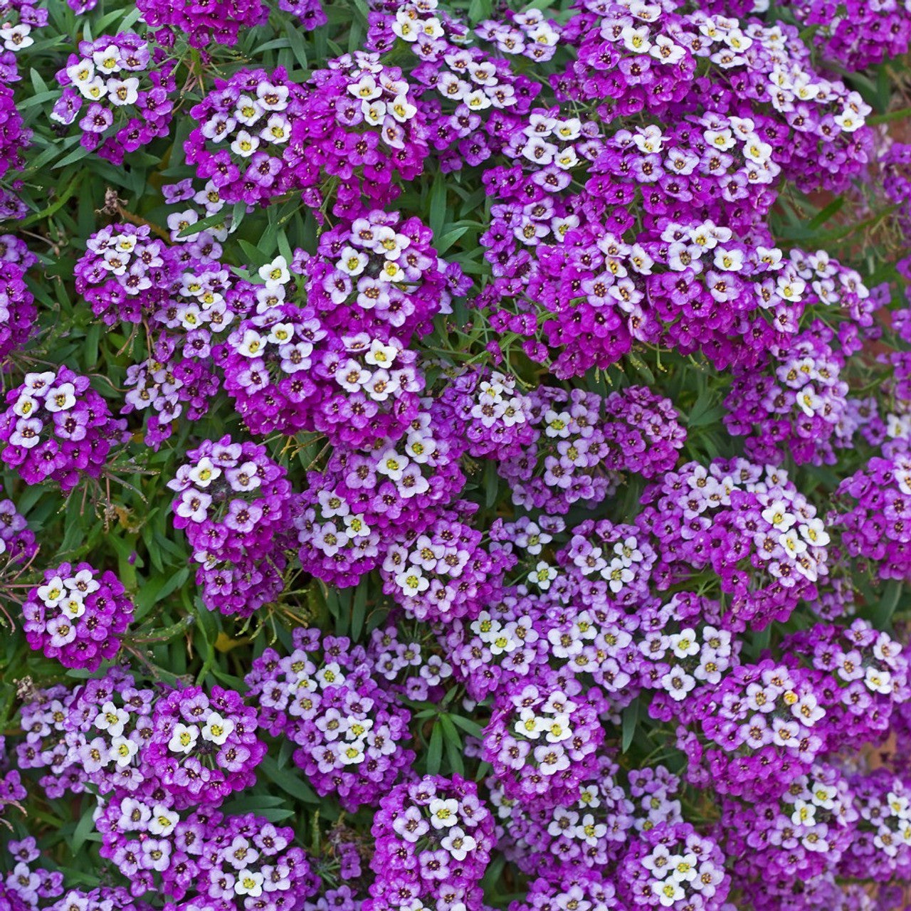 Vibrant Alyssum Royal Carpet flowers with dark violet and white blooms in full bloom, ideal for sunny gardens and containers.