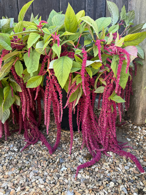 Amaranthus Red (Love-Lies-Bleeding)