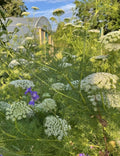 Clusters of white Ammi majus flowers by Bishy Barnabees Cottage Garden Ltd bloom densely on green stems, with a few purple blossoms in the sunlight and dreamy blurred trees and a structure in the background.