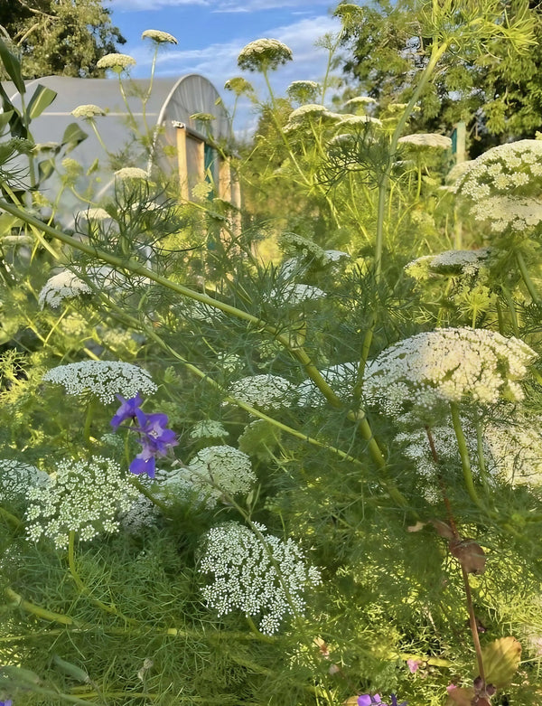 Clusters of white Ammi majus flowers by Bishy Barnabees Cottage Garden Ltd bloom densely on green stems, with a few purple blossoms in the sunlight and dreamy blurred trees and a structure in the background.