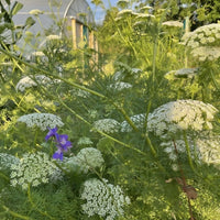 Clusters of white Ammi majus flowers by Bishy Barnabees Cottage Garden Ltd bloom densely on green stems, with a few purple blossoms in the sunlight and dreamy blurred trees and a structure in the background.