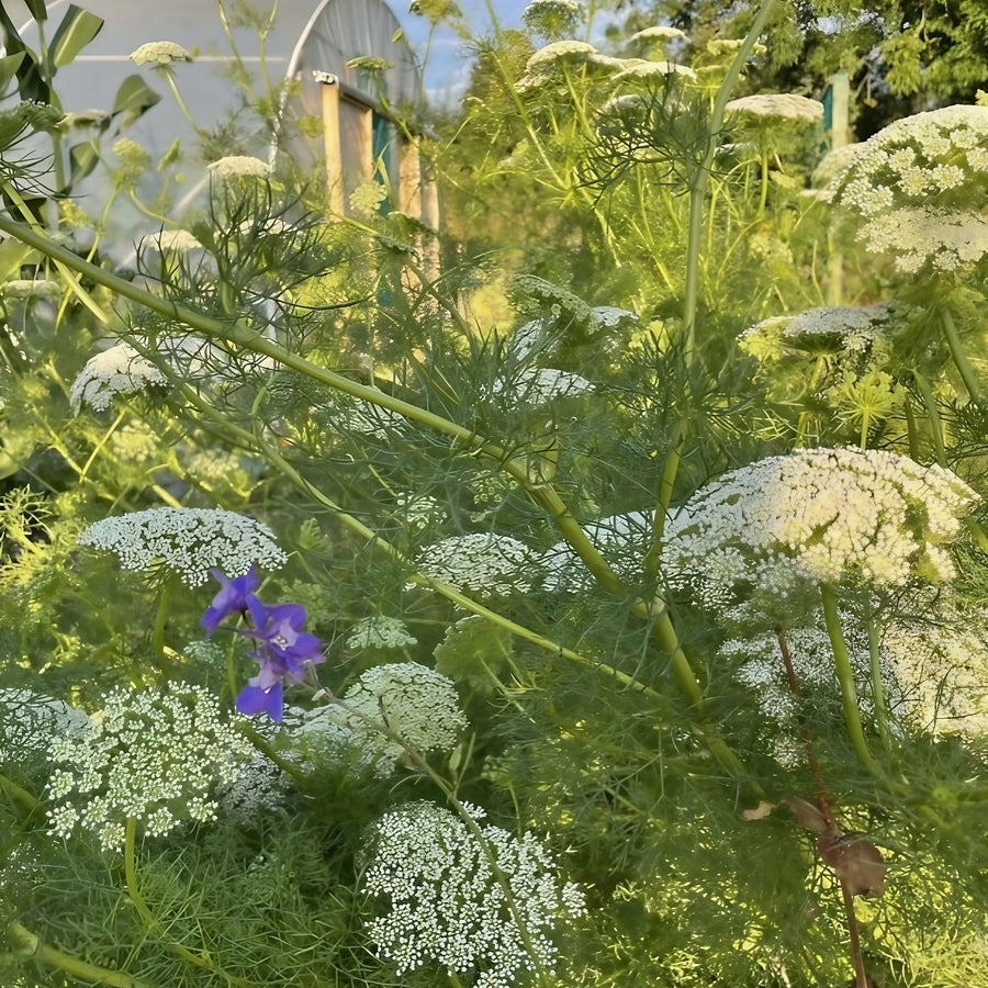 Clusters of white Ammi majus flowers by Bishy Barnabees Cottage Garden Ltd bloom densely on green stems, with a few purple blossoms in the sunlight and dreamy blurred trees and a structure in the background.