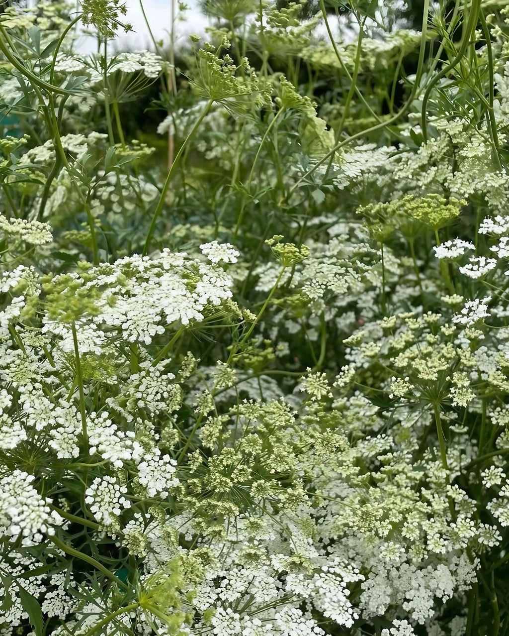 Ammi majus by Bishy Barnabees Cottage Garden Ltd features dense clusters of delicate white, lacy, umbrella-shaped blooms on slender green stems—perfect for creating a soft, natural floral backdrop outdoors.