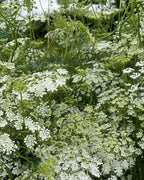 Ammi majus by Bishy Barnabees Cottage Garden Ltd features dense clusters of delicate white, lacy, umbrella-shaped blooms on slender green stems—perfect for creating a soft, natural floral backdrop outdoors.