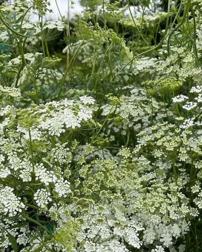 Ammi majus by Bishy Barnabees Cottage Garden Ltd features dense clusters of delicate white, lacy, umbrella-shaped blooms on slender green stems—perfect for creating a soft, natural floral backdrop outdoors.