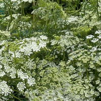 Ammi majus by Bishy Barnabees Cottage Garden Ltd features dense clusters of delicate white, lacy, umbrella-shaped blooms on slender green stems—perfect for creating a soft, natural floral backdrop outdoors.