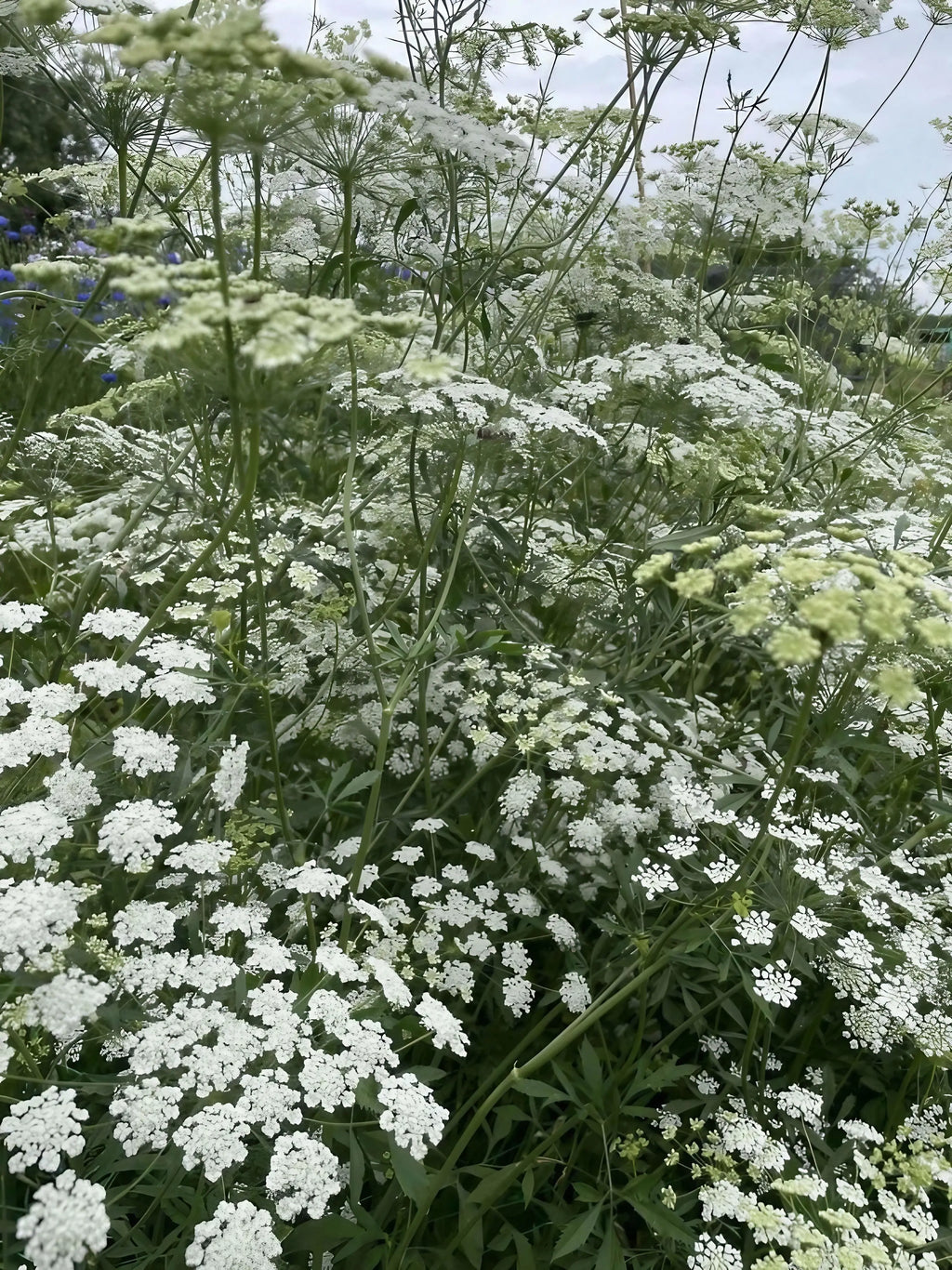 A dense cluster of tall, green Ammi majus stems from Bishy Barnabees Cottage Garden Ltd is topped with delicate white flowers outdoors, creating a lacy pattern against a soft, blurred background for a tranquil effect.