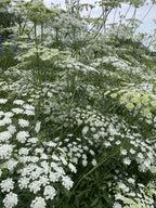 A dense cluster of tall, green Ammi majus stems from Bishy Barnabees Cottage Garden Ltd is topped with delicate white flowers outdoors, creating a lacy pattern against a soft, blurred background for a tranquil effect.