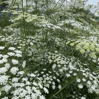 A dense cluster of tall, green Ammi majus stems from Bishy Barnabees Cottage Garden Ltd is topped with delicate white flowers outdoors, creating a lacy pattern against a soft, blurred background for a tranquil effect.