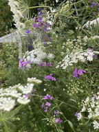 Create a soft, natural backdrop with Ammi majus by Bishy Barnabees Cottage Garden Ltd—delicate white blooms cluster among tall green stems and small purple wildflowers, blending gentle colors for a lush, layered garden effect.