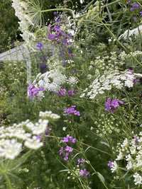 Create a soft, natural backdrop with Ammi majus by Bishy Barnabees Cottage Garden Ltd—delicate white blooms cluster among tall green stems and small purple wildflowers, blending gentle colors for a lush, layered garden effect.