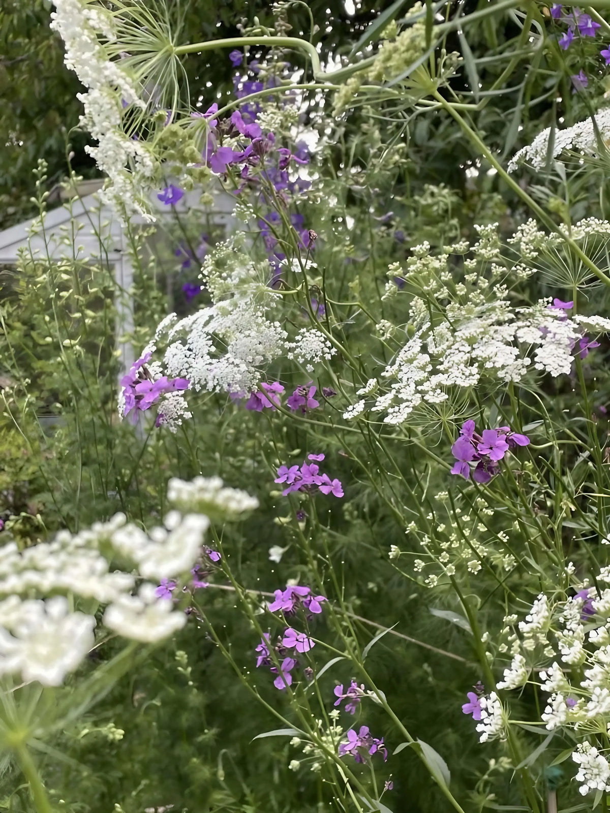 Create a soft, natural backdrop with Ammi majus by Bishy Barnabees Cottage Garden Ltd—delicate white blooms cluster among tall green stems and small purple wildflowers, blending gentle colors for a lush, layered garden effect.