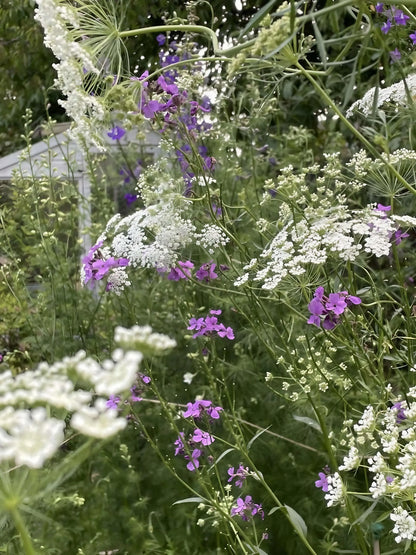Create a soft, natural backdrop with Ammi majus by Bishy Barnabees Cottage Garden Ltd—delicate white blooms cluster among tall green stems and small purple wildflowers, blending gentle colors for a lush, layered garden effect.