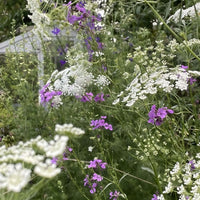 Create a soft, natural backdrop with Ammi majus by Bishy Barnabees Cottage Garden Ltd—delicate white blooms cluster among tall green stems and small purple wildflowers, blending gentle colors for a lush, layered garden effect.
