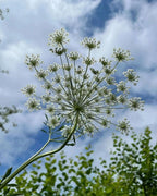 A close-up view from below of a tall Ammi majus flower by Bishy Barnabees Cottage Garden Ltd, showing delicate white clusters against a partly cloudy sky and blurred green foliage.