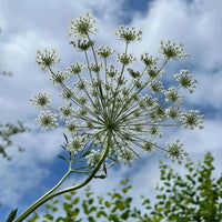 A close-up view from below of a tall Ammi majus flower by Bishy Barnabees Cottage Garden Ltd, showing delicate white clusters against a partly cloudy sky and blurred green foliage.