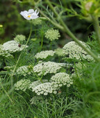 Clusters of delicate white Ammi majus flowers and green foliage from Bishy Barnabees Cottage Garden Ltd fill the foreground, set against a softly blurred green background enhancing the natural beauty of the scene.
