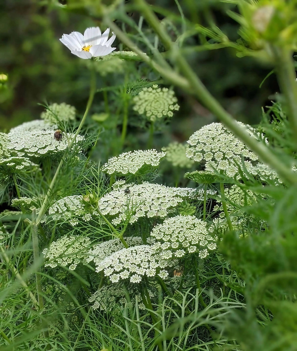 Clusters of delicate white Ammi majus flowers and green foliage from Bishy Barnabees Cottage Garden Ltd fill the foreground, set against a softly blurred green background enhancing the natural beauty of the scene.