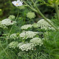 Clusters of delicate white Ammi majus flowers and green foliage from Bishy Barnabees Cottage Garden Ltd fill the foreground, set against a softly blurred green background enhancing the natural beauty of the scene.