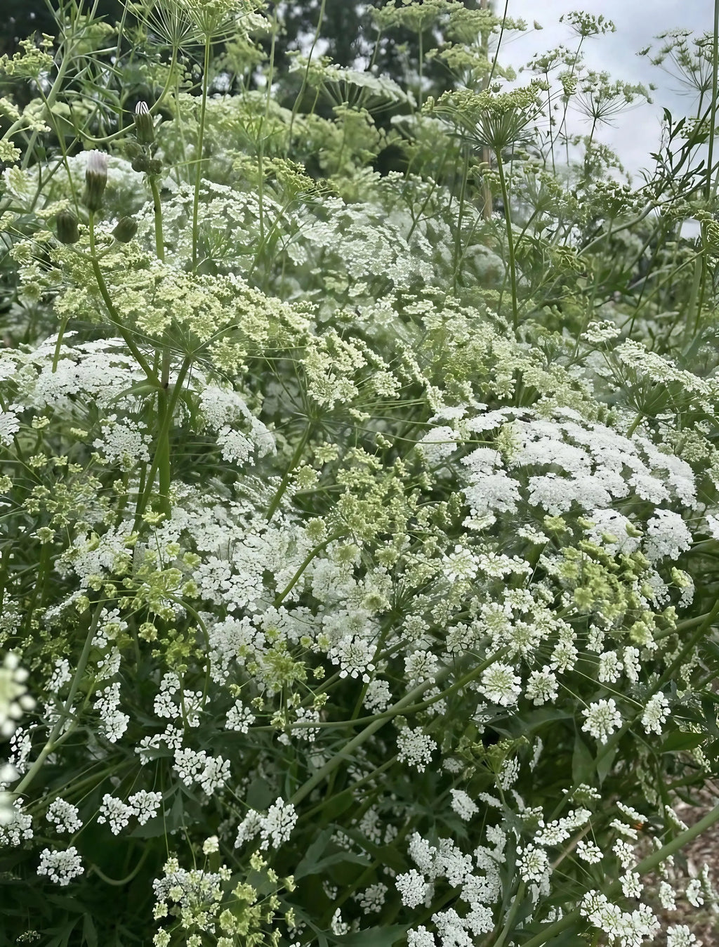 Ammi majus by Bishy Barnabees Cottage Garden Ltd features clusters of delicate, lacy, white wildflowers with green stems outdoors beneath a cloudy sky, their natural beauty enhanced by a soft background.