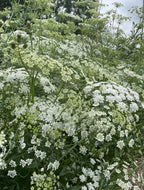 Ammi majus by Bishy Barnabees Cottage Garden Ltd features clusters of delicate, lacy, white wildflowers with green stems outdoors beneath a cloudy sky, their natural beauty enhanced by a soft background.