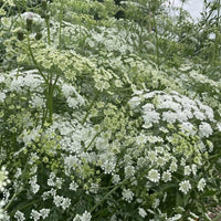 Ammi majus by Bishy Barnabees Cottage Garden Ltd features clusters of delicate, lacy, white wildflowers with green stems outdoors beneath a cloudy sky, their natural beauty enhanced by a soft background.